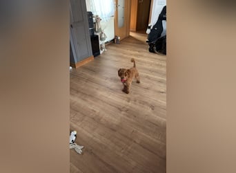 Süßer Toy-Pudel Rüde – 6 Monate alt – sucht liebevolles Zuhause