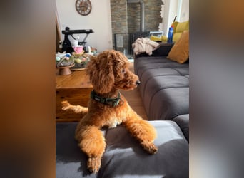 Süßer Toy-Pudel Rüde – 6 Monate alt – sucht liebevolles Zuhause