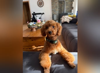 Süßer Toy-Pudel Rüde – 6 Monate alt