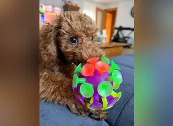 Süßer Toy-Pudel Rüde – 6 Monate alt – sucht liebevolles Zuhause