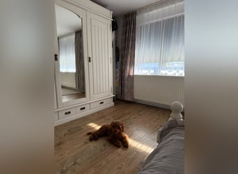 Süßer Toy-Pudel Rüde – 6 Monate alt