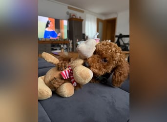 Süßer Toy-Pudel Rüde – 6 Monate alt