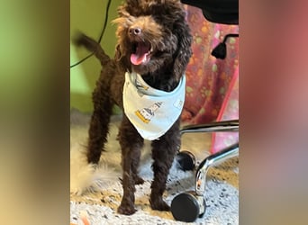 Bruno, freundlich, verspielter Pudelrüde geb. 2024