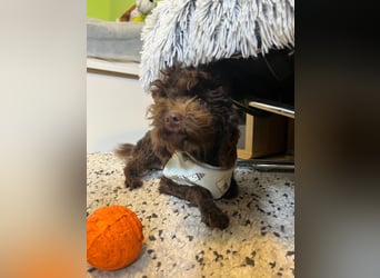 Bruno, freundlich, verspielter Pudelrüde geb. 2024