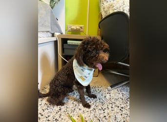 Bruno, freundlich, verspielter Pudelrüde geb. 2024