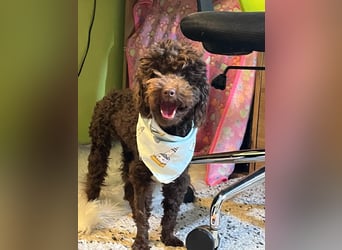 Bruno, freundlich, verspielter Pudelrüde geb. 2024