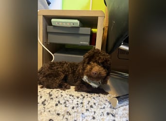 Bruno, freundlich, verspielter Pudelrüde geb. 2024