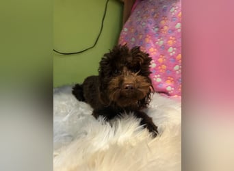 Bruno, freundlich, verspielter Pudelrüde geb. 2024