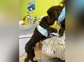 Bruno, freundlich, verspielter Pudelrüde geb. 2024