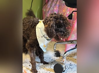 Bruno, freundlich, verspielter Pudelrüde geb. 2024