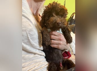 Bruno, freundlich, verspielter Pudelrüde geb. 2024