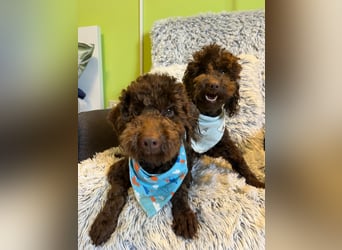 Bruno, freundlich, verspielter Pudelrüde geb. 2024