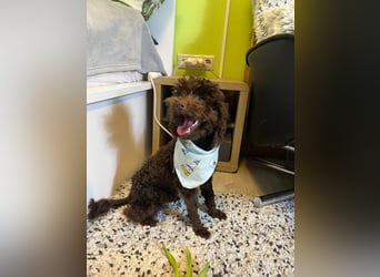 Bruno, freundlich, verspielter Pudelrüde geb. 2024