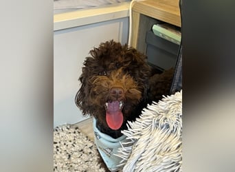 Bruno, freundlich, verspielter Pudelrüde geb. 2024