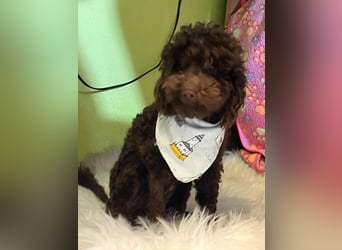 Bruno, freundlich, verspielter Pudelrüde geb. 2024