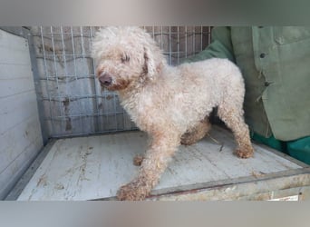 Elza-PP - Zuckersüße Pudel-Dame sucht ihr Für-immer-Zuhause