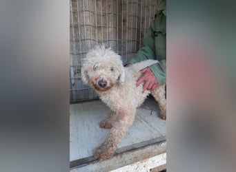 Elza-PP - Zuckersüße Pudel-Dame sucht ihr Für-immer-Zuhause