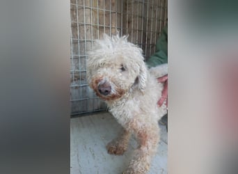 Elza-PP - Zuckersüße Pudel-Dame sucht ihr Für-immer-Zuhause