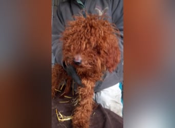 Kancso-PP, auf der Suche nach dem Heimathafen