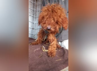 Kancso-PP, auf der Suche nach dem Heimathafen