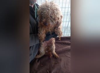 Csipke-PP, Wuschelhund sucht sein Glück