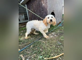 Pipa PP – kleiner Pudelmann wünscht sich eine Familie