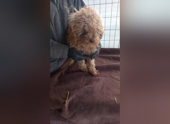 Csipke-PP, Wuschelhund sucht sein Glück