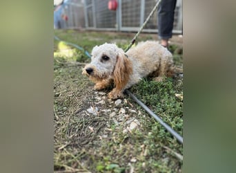 Pipa PP – kleiner Pudelmann wünscht sich eine Familie