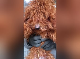 Kancso-PP, auf der Suche nach dem Heimathafen