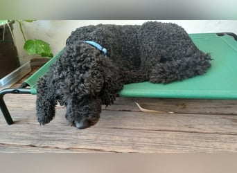 Rollo – 4-Jähriger sensibler, intelligenter Königspudel