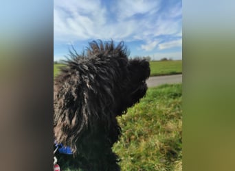 Rollo – 4-Jähriger sensibler, intelligenter Königspudel