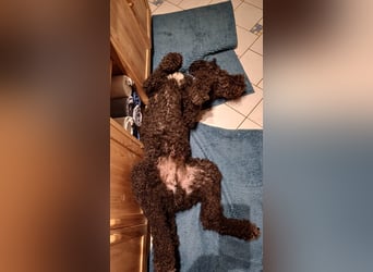 Rollo – 4-Jähriger sensibler, intelligenter Königspudel