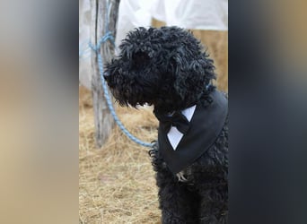 Mázli von kettenlos