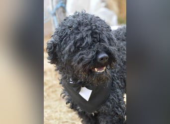 Mázli von kettenlos