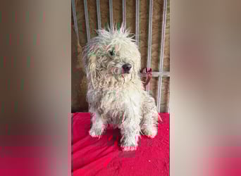 Samu, Puli, Rüde, geb. am 09.06.2015, 40 cm, 14 kg