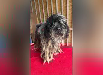 - Notfall- Samu und Ozzy, Puli-Mix, 11 und 8,5 Jahre, 40 cm