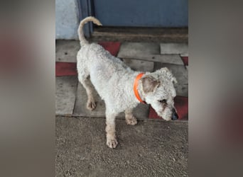 Raffy, Puli-Mix, Rüde, geb. am 01.02.2014, 40 cm, -Notfall-