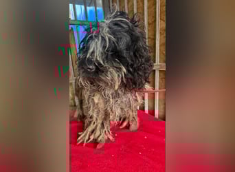 Ozzy, Puli-Mix, Rüde, geb. am 23.10.2017, 40 cm, 14 kg