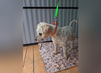 Raffy, Puli-Mix, Rüde, geb. am 01.02.2014, 40 cm, -Notfall-