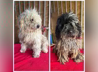 - Notfall- Samu und Ozzy, Puli-Mix, 11 und 8,5 Jahre, 40 cm