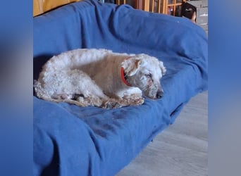 Raffy, Puli-Mix, Rüde, geb. am 01.02.2014, 40 cm, -Notfall-