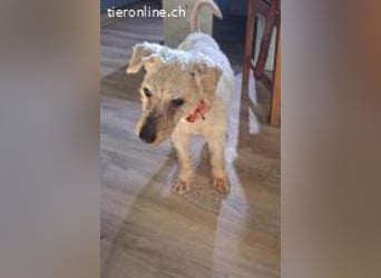 Raffy, Puli-Mix, Rüde, geb. am 01.02.2014, 40 cm, -Notfall-