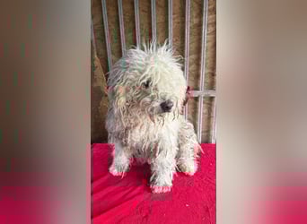 Samu, Puli, Rüde, geb. am 09.06.2015, 40 cm, 14 kg