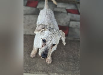 Raffy, Puli-Mix, Rüde, geb. am 01.02.2014, 40 cm, -Notfall-