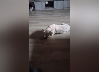 Raffy, Puli-Mix, Rüde, geb. am 01.02.2014, 40 cm, -Notfall-