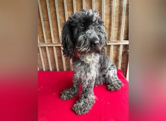 - Notfall- Samu und Ozzy, Puli-Mix, 11 und 8,5 Jahre, 40 cm