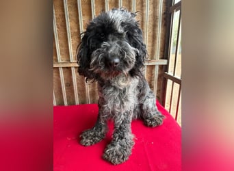 - Notfall- Samu und Ozzy, Puli-Mix, 11 und 8,5 Jahre, 40 cm