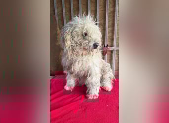 Samu, Puli, Rüde, geb. am 09.06.2015, 40 cm, 14 kg