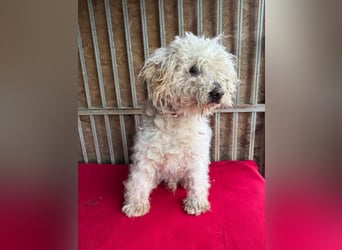 - Notfall- Samu und Ozzy, Puli-Mix, 11 und 8,5 Jahre, 40 cm