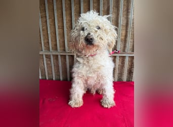 - Notfall- Samu und Ozzy, Puli-Mix, 11 und 8,5 Jahre, 40 cm